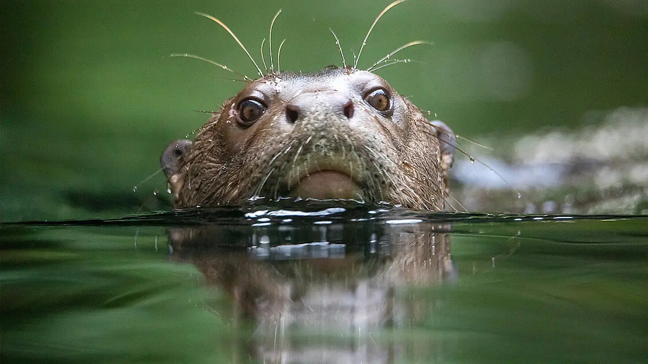 Entdeckertage_Wasserwelten_2026_Riesenotter.jpg
