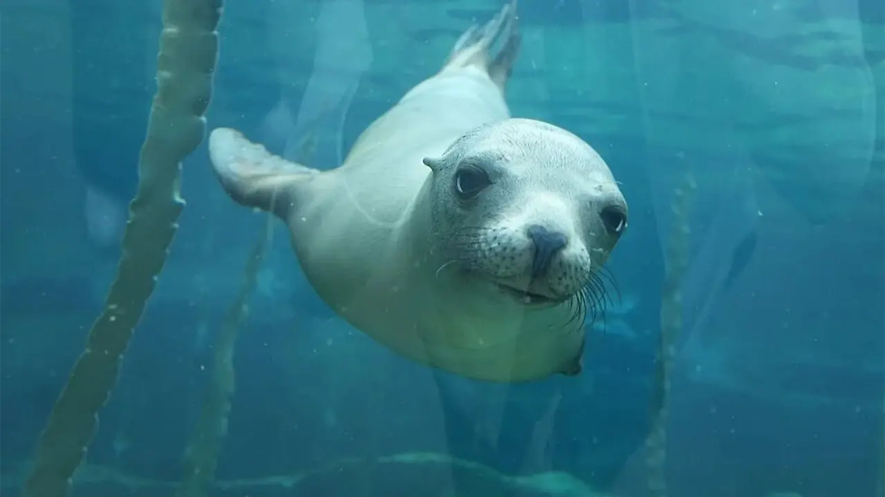 Zoo_Leipzig_Entdeckertage_Wasserwelten_Kalifornischer_Seeloewe.jpg