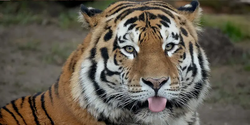 HRRTL Kombiteaser Zoo Leipig Asien.jpg
