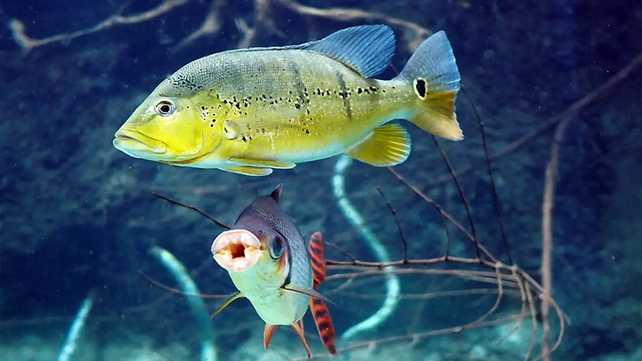 Zoo_Leipzig_Entdeckertage_Wasserwelten_Fische_Panoramabecken.jpg