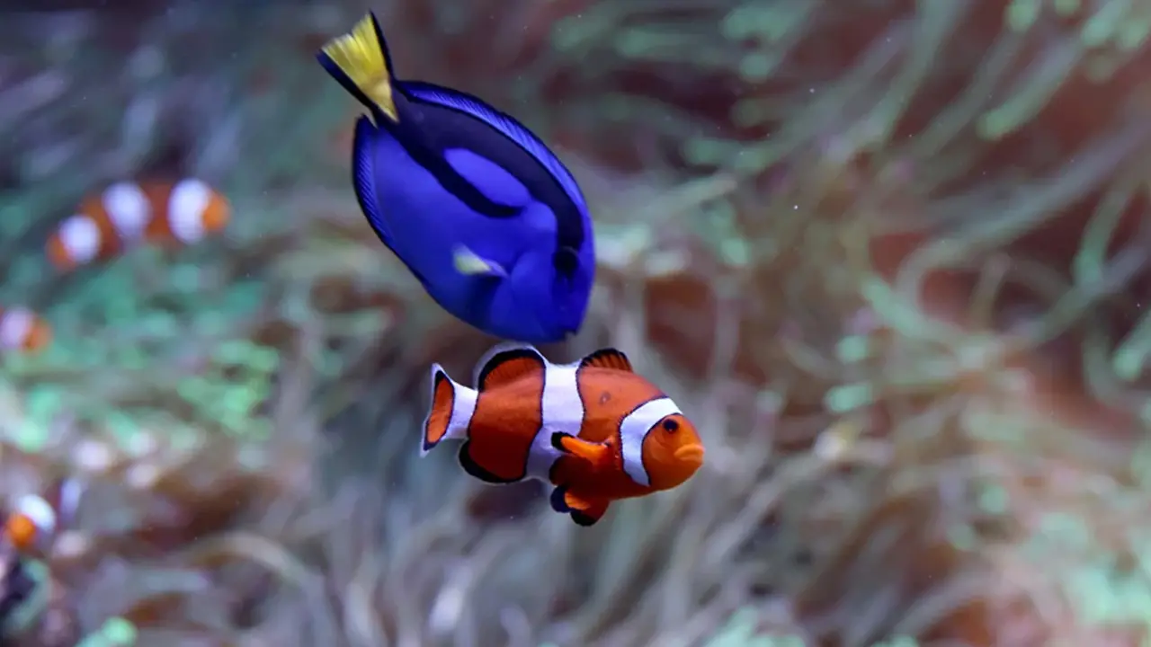 Zoo_Leipzig_Entdeckertage_Wasserwelten_Paletten-Doktorfisch_Orang-Rringel-Anemonenfisch.jpg